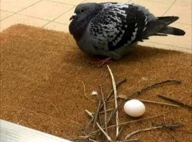 Жопа ленивая)))))))