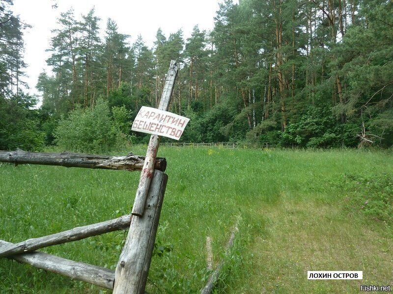 Остров лохин заповедник достопримечательности. Лохин остров дерево. Лохин остров заповедник. Лохин остров 2024. Лохин остров 2024.
