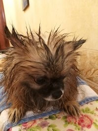 Я себя так хорошо вёл, а они... Они... Как они так могли... Со мной...