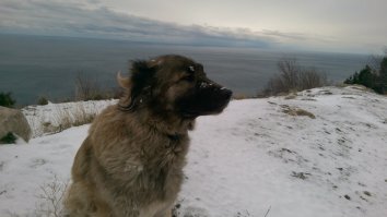 Кавказина поджелудочной мучилась.
Потом так же, ушла и нашли только тело.
Хорошая девочка была, пусть ей такие же косточки в раю попадаются!