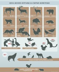 Вещи в багажнике, за которые придется отвечать перед законом