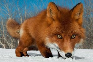 Рыжая красота