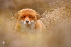 Рыжая красота