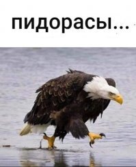 Смешные картинки и не очень