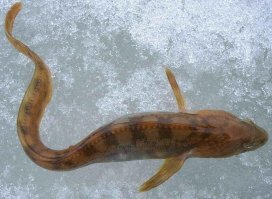 Вот бельдюга, для интересующихся (фото моё)