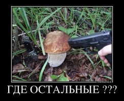 Грибной сезон открыт!