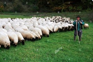 Вах! Невеста веду в Грзный! Много-много калым получи с них! Богатый буду, себе тоже куплю невеста и Лада Приора.