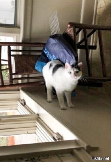 Солянка от 08.06.2020