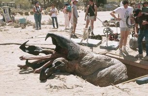 Обычные Забайкальские грабоиды.