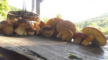 Грибной сезон открыт!