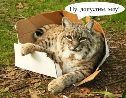 Рысь: Недооцененная машина для убийств
