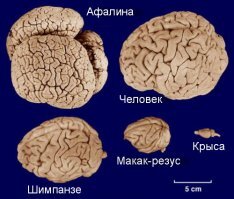 Скрины из социальных сетей