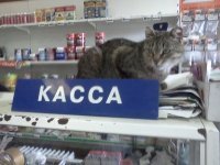 Прикольные и смешные картинки