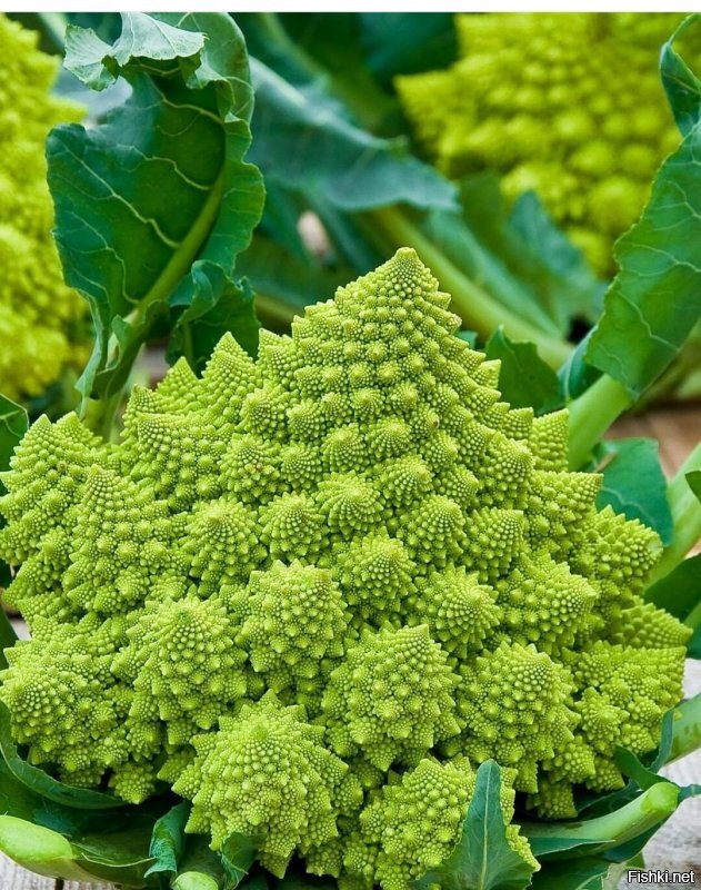 Деликатесная цветная капуста сорт "Романеско"