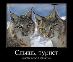 Рысь: Недооцененная машина для убийств