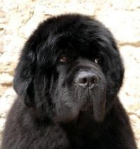 Зачем рысь в доме, когда есть куда более милые создания?