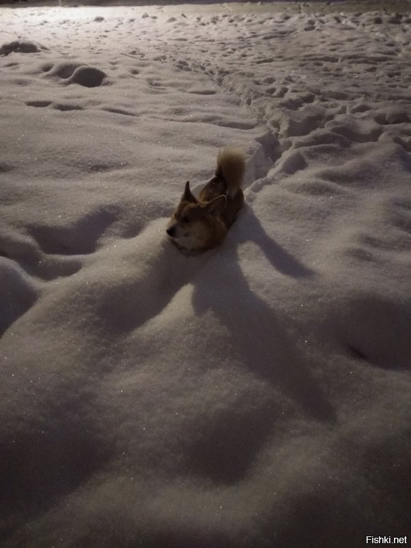 Коржи шикарны!А еще они хорошие тропинки в снегу делают!)