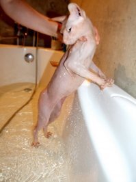 Мокрые киски