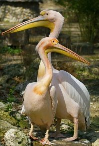 А как он даму обхаживает!