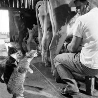 Прикольные и смешные картинки