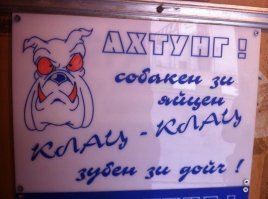 Жизнерадостный пёс играет с воздушным шариком на природе