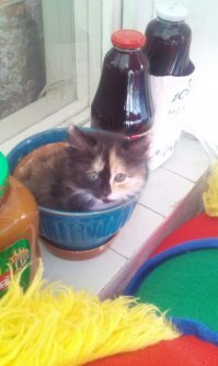 А вот моя.
В 2 месяца и в год.