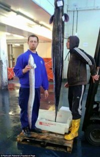 Аха, они сами потом опровержение сделали и показали фото без искажений )

The perspective is out in the photograph of the conger being hauled onto the quay, making it look a lot longer than it actually was. This photo taken by our staff yesterday of the conger alongside another landed eel gives a better indication. The chap standing next to it is around 5ft 7inches tall, and we estimated the conger eel to be around 7ft in length. Our second photo showing it lying on a pallet also makes this clear, as this pallet is only 1m by 1.2m in size."