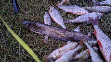 Тоже вот съездил и тоже красноперка в основном попадалась