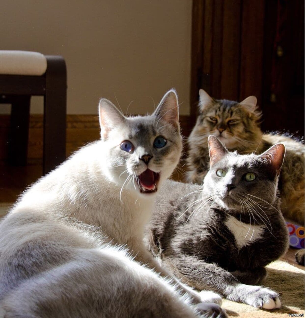 Юмористические коты. Три кошки. Прикольные кошки. Четыре кота. Приколы про кошек.