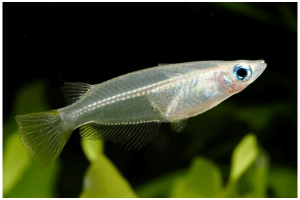 в Байкале живет прозрачная рыбка голомянка
если оставить на солнышке - тает