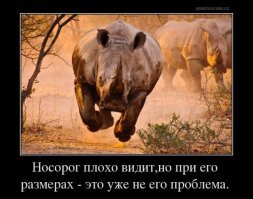 Носорог в деле: 2 тонны веса против слона, буйвола и льва