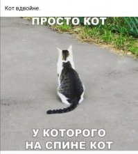 Два кота в одном:  очаровательная двуликая кошка из Таиланда