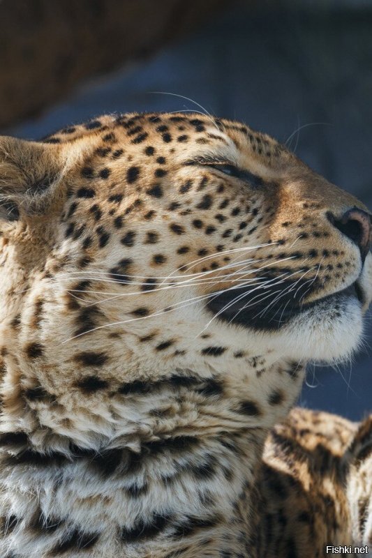 Дальневосточный леопард: Самую редкую кошку в мире гнобят птицы, тигры и человек