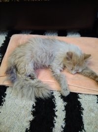 Сколько же мразей носит земля,вот удавил бы собственными руками и ничего не дрогнуло! 
Сам не так давно подобрал котёнка,задняя лапа в хлам мясом на ружу...глаза практически не видели(гноем заплыли) дышал через раз (так как идти не мог,лежал и день и ночь на улице и простыл, там и сопли,и с лёгкими какая то проблема)
Как итог куча денег,и нервов,но по тиху поправляется рыжий!