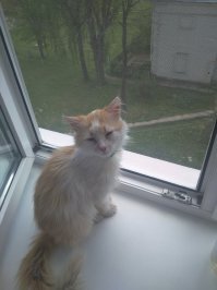 Сколько же мразей носит земля,вот удавил бы собственными руками и ничего не дрогнуло! 
Сам не так давно подобрал котёнка,задняя лапа в хлам мясом на ружу...глаза практически не видели(гноем заплыли) дышал через раз (так как идти не мог,лежал и день и ночь на улице и простыл, там и сопли,и с лёгкими какая то проблема)
Как итог куча денег,и нервов,но по тиху поправляется рыжий!