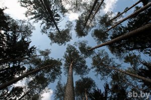 Бл#ядь.....а где кора Сосны и Берёзы? вы чё там совсем ох#ели?
Это же первое средство против злобы/грусти/ печали/ усталости....Ежели заблудились и жратеньки нечего....