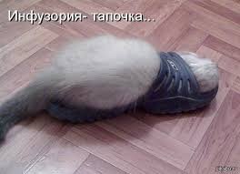 Найди кота: в Твиттере ищут спрятавшееся на стеллаже животное и не могут найти