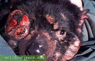Лицевая опухоль тасманийского дьявола (англ. devil facial tumor disease, DFTD)   трансмиссивное злокачественное заболевание тасманского дьявола. Впервые было описано в Австралии в 1996 году. В последующее десятилетие заболевание настолько распространилось, что привело к снижению численности вида на 20 50 % в 65 % ареала, в основном в восточной части острова Тасмания[1][2]. Опухоль характеризуется высокой агрессивностью и стопроцентной смертностью заражённых животных в течение 12 18 месяцев[3]. Начальные симптомы заболевания проявляются в повреждениях и припухлостях вокруг пасти тасманийского дьявола, что в дальнейшем развивается в злокачественные опухоли, распространяющиеся c морды животного на всё тело. Когда опухоли приводят к невозможности питания, животное погибает от голода.

Лицевая опухоль дьявола является очень редким типом трансмиссивной злокачественной опухоли, когда от животного к животному передаются непосредственно опухолевые клетки, приводящие к росту опухолей у заражённого животного. В 2010 году австралийские учёные обнаружили, что опухолевые клетки являются мутировавшими шванновскими клетками. Таким образом, заболевание является единственной описанной трансмиссивной глиомой. Другая известная трансмиссивная злокачественная опухоль   трансмиссивная венерическая саркома собаки (CTVT), описанная в 1876 году российским ветеринаром М. А. Новинским.Вики.