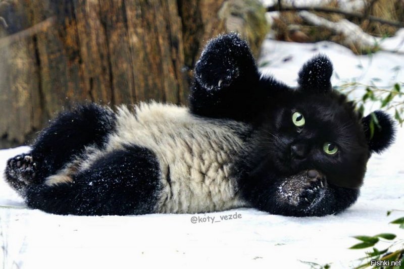 Солянка от 13.06.2020