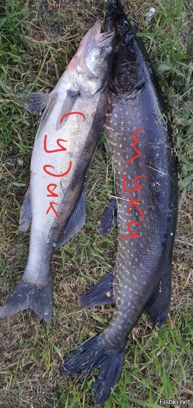 Вчера и клюнула залетная