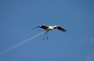 Пассажиру самолета удалось заснять таинственный силуэт в небе