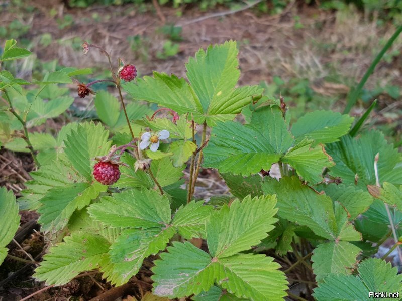Земляника дикорастущая у дома, только что сфотографировал.