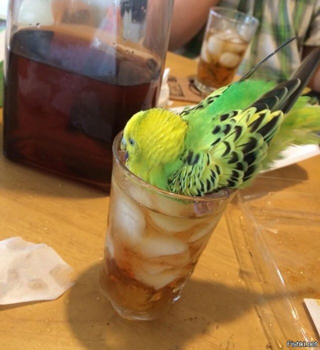 Жара сегодня