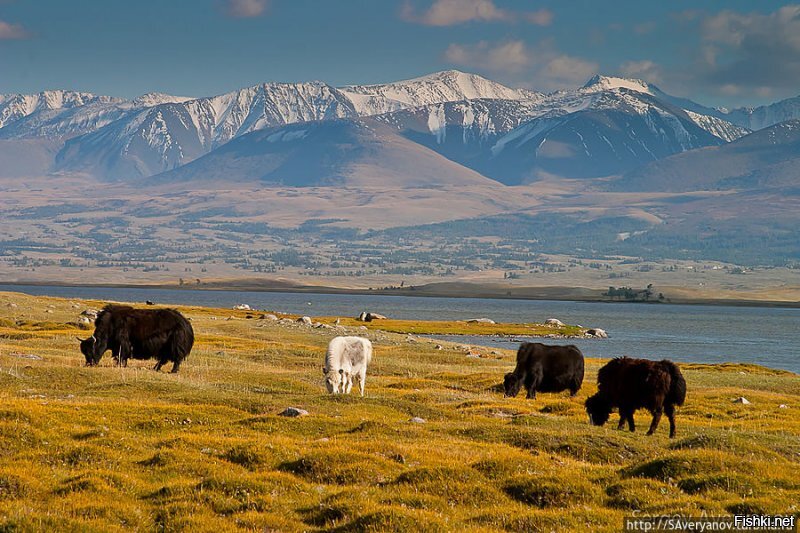 Я ездил там на фестиваль - фото где-то в архиве но проще в интернете забить в поиск монголия (или алтай - тоже похоже...) в гугле шикарные панорамные фото.. вдоль дорог  и отдельными точками...