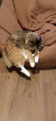 Моя не раскидала . Моя стекает.