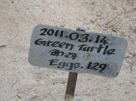 Вот так выглядит черепаховая кладка, смотрители определяют вид черепахи, дату и количество яиц. Потом кладка охраняется до вылупления черепашек, пару дней черепашки держатся в бассейне что бы окрепли и потом вечером выпускаются в океан))