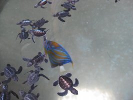 Удивительные кадры: гнездование 64 тысяч зеленых черепах