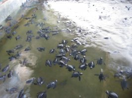 Удивительные кадры: гнездование 64 тысяч зеленых черепах