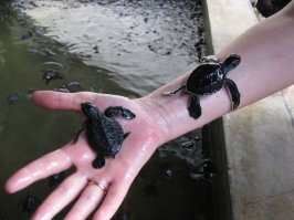 Удивительные кадры: гнездование 64 тысяч зеленых черепах