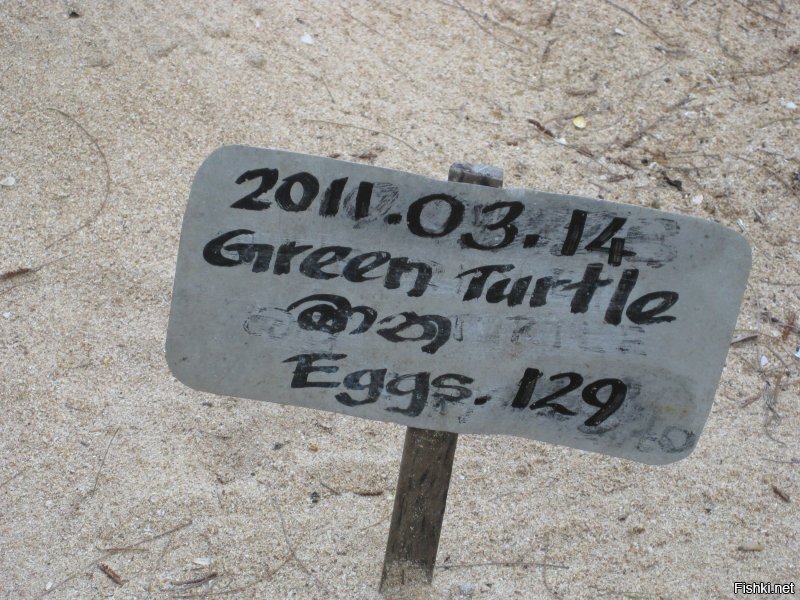 Вот так выглядит черепаховая кладка, смотрители определяют вид черепахи, дату и количество яиц. Потом кладка охраняется до вылупления черепашек, пару дней черепашки держатся в бассейне что бы окрепли и потом вечером выпускаются в океан))